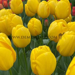 Tulipa Novi Sun 12/+ (x250)