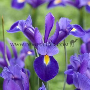 Iris Valentine 8/9 (x250)