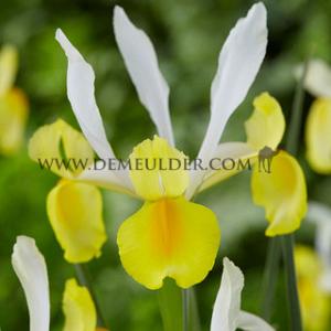 Iris Montecito 8/+ (x250)