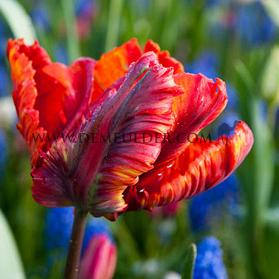 Tulipa Rasta Parrot 12/+ (x250)