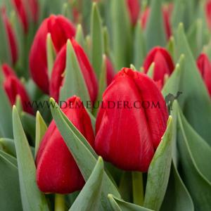 Tulipa Red Stone 12/+ (x250)