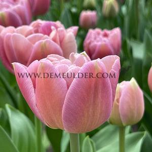 Tulipa Beachberry 12/+ (x250)