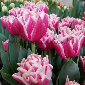 Tulipa Lets Dance 12/+ (x250)