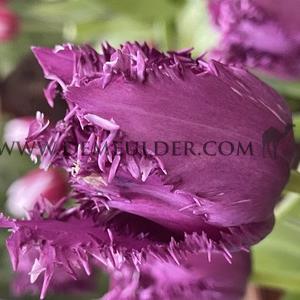 Tulipa Purple Jaws 12/+ (x250)
