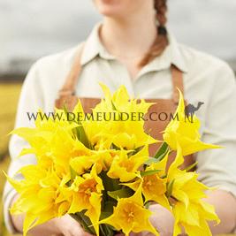 Tulipa La Perla 12/+ (x250)