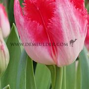 Tulipa Sweet Paradise 12/+ (x250)