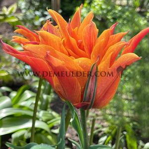 Tulipa Campbell 12/+ (x250)