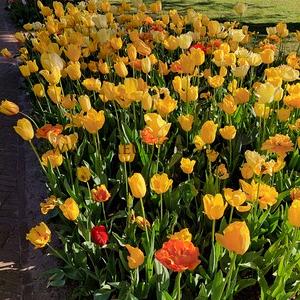 Tulipa Keukenhof Yellow Mixed 12/+ (x250)
