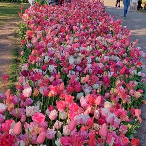 Tulipa Keukenhof Pink Mixed 12/+ (x250)
