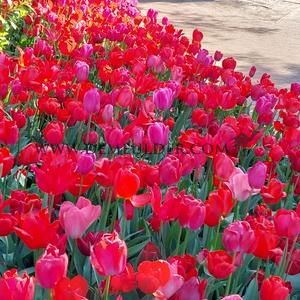 Tulipa Keukenhof Red Mixed 12/+ (x250)