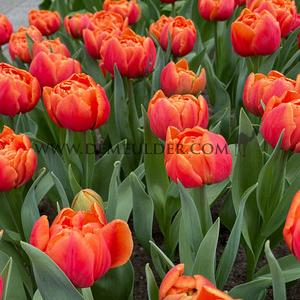 Tulipa Cadans 12/+ (x250)