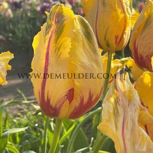 Tulipa La Courtine Parrot 12/+ (x250)