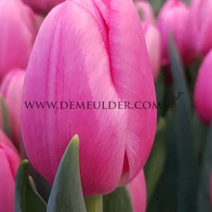 Tulipa Sisi 12/+ (x250)