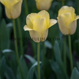 Tulipa World Friendship 12/+ (x250)