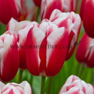 Tulipa Aomori 12/+ (x250)