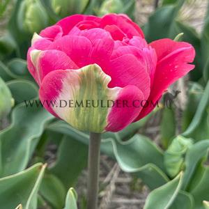 Tulipa Glamour Girl 12/+ (x250)