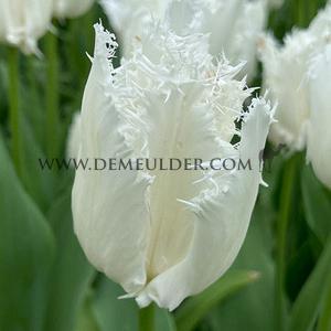 Tulipa Noordeinde 12/+ (x250)