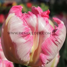 Tulipa Power Parrot 12/+ (x250)