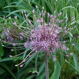 Allium Schubertii 12/14 (x250)