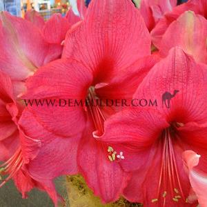 Amaryllis Bolero 30/32 (x10)