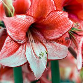 Amaryllis Charisma 30/32 (x10)