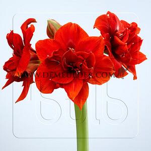 Amaryllis Cherry Nymph 30/32 (x10)