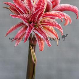 Amaryllis Doublet 34/36 (x10)