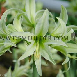 Amaryllis Evergreen 30/32 (x10)