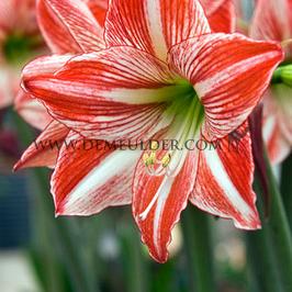 Amaryllis Fairytale 28/30 (x10)