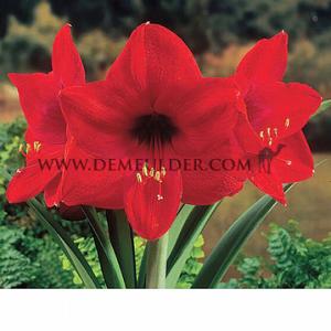 Amaryllis Floris Hekker 32/34 (x10)