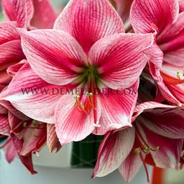 Amaryllis Gervase 30/32 (x10)