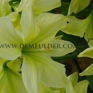 Amaryllis Lemon Star 30/32 (x10)