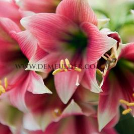 Amaryllis Misty 28/30 (x10)