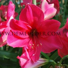 Amaryllis Pink Rival 30/32 (x10)