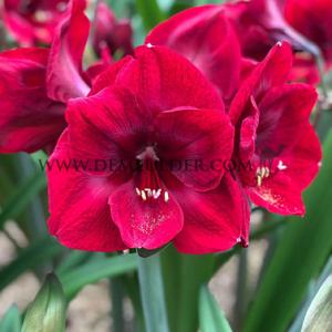 Amaryllis Premiere 30/32 (x10)