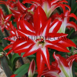 Amaryllis Splash 30/32 (x10)