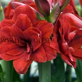 Amaryllis Velvet Nymph 30/32 (x10)