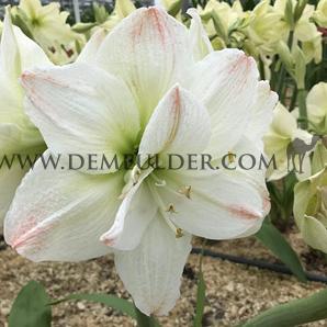 Amaryllis White Amadeus 30/32 (x10)