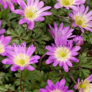 Anemone Charmer 5/+ (x250)