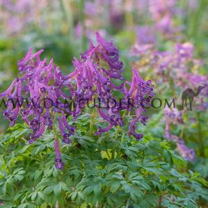 Corydalis Cava 5/+ (x 250)
