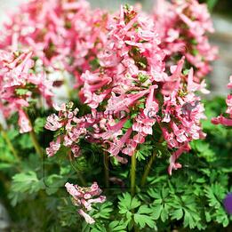 Corydalis Solida 5/+ (x 250)