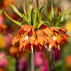 Fritillaria Orange Beauty 20/+ (x25)