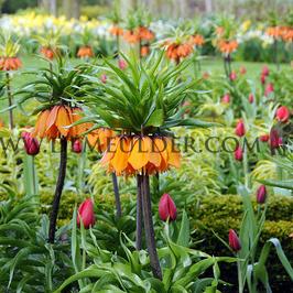 Fritillaria Sunset 20/22 (x25)