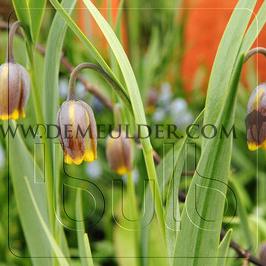 Fritillaria Uva-Vulpis 7/+ (x250)