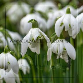 Galanthus Nivalis Flora Pleno 5/6 (x250)