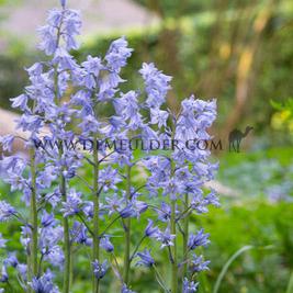 Hyacinthoides Hispanica Blauw 8/10 (x250)