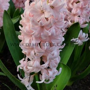 Hyacinthus China Pink 17/18 (x 100)