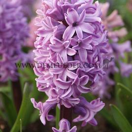 Hyacinthus Splendid Cornelia 17/18 (x100)