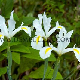 Iris Alaska 8/9 (x250)