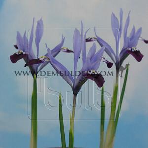 Iris Clairette 5/+ (x250)